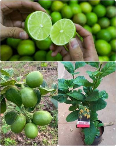 Thai Lemon Plants — Lemon sapling available at Agro Nursery Garden